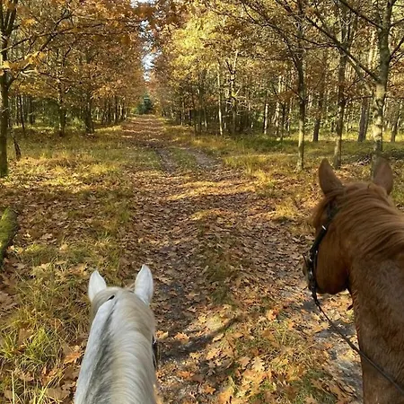 On A Horse Farm Feriehus *